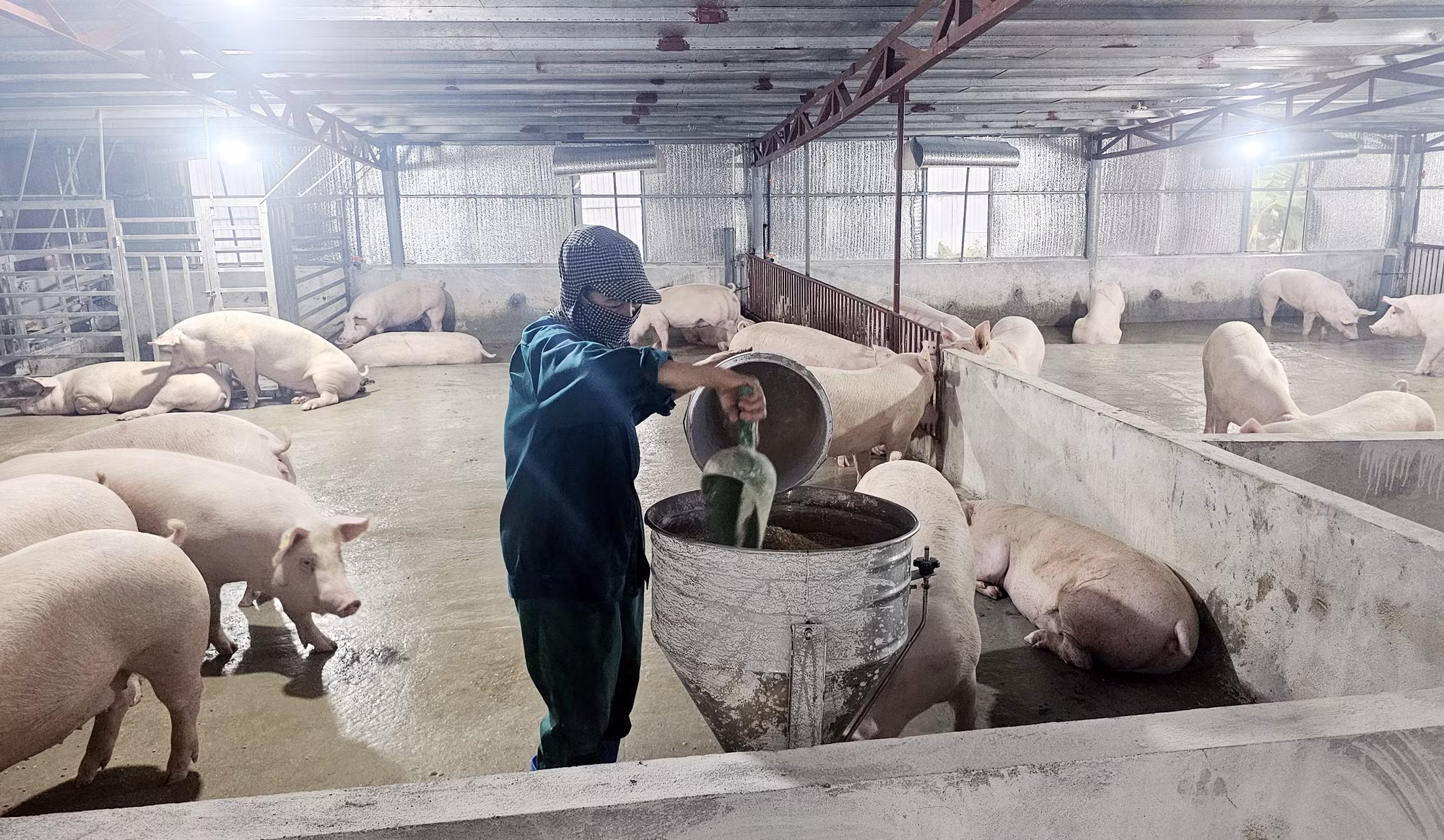 Mô hình Trang trại chăn nuôi công nghệ cao của ông Nguyễn Văn Toàn, xã Hy Cương, tỉnh Phú Thọ đã tạo việc làm thường xuyên cho 20 - 25 lao động địa phương, với mức thu nhập từ 8 - 10 triệu đồng/người/tháng.