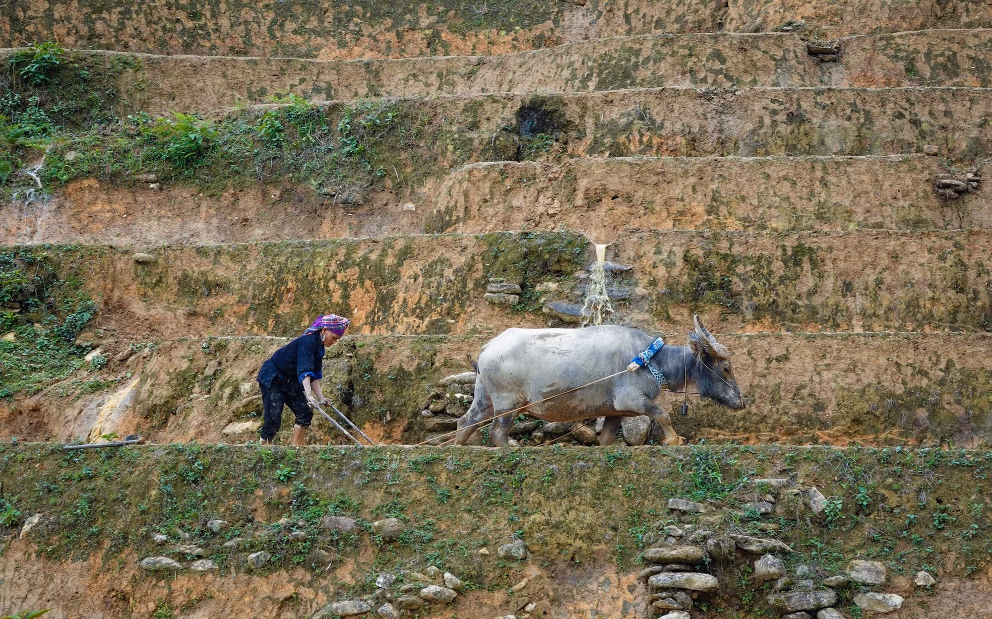 mu-cang-chai10-2506.jpg