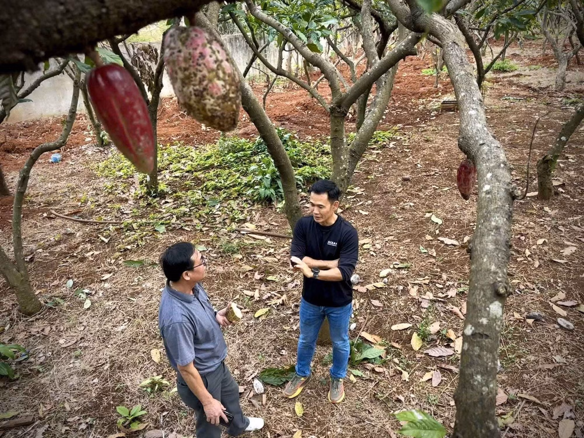 Nâng tầm giá trị ca cao Việt Nam - Bài cuối: Định hình trên bản đồ thế giới