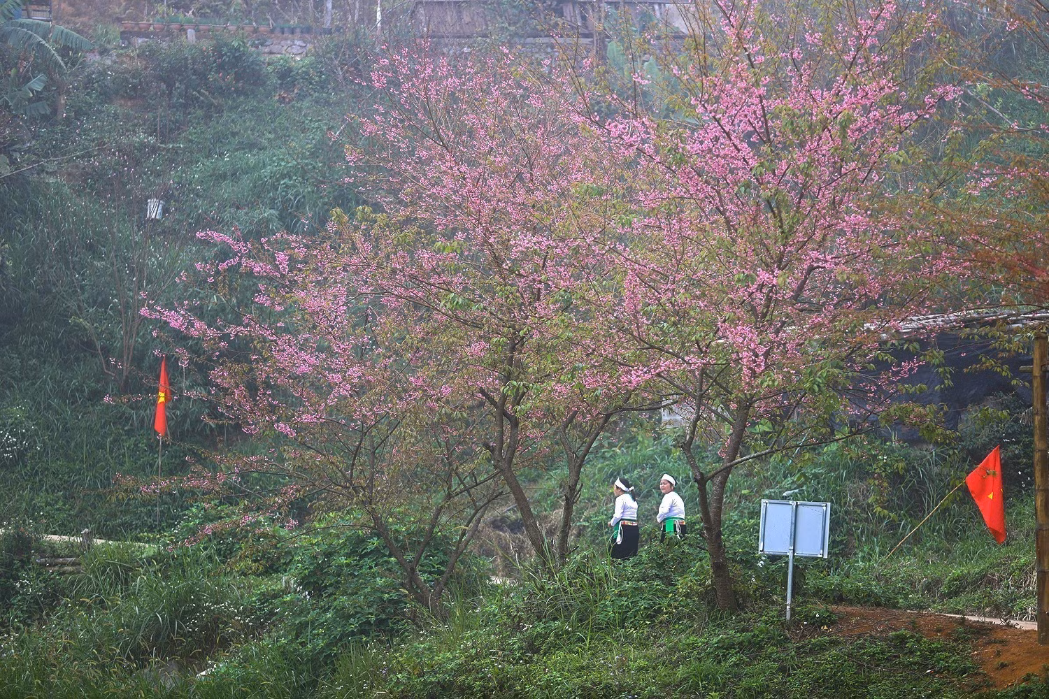anh-dao4-2701.jpg