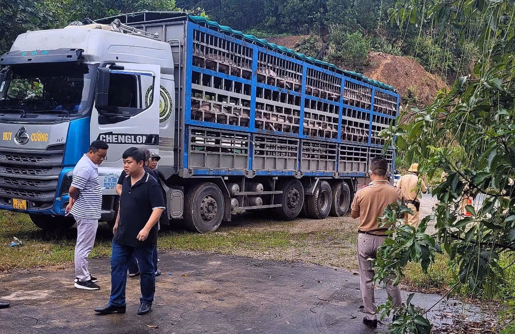 Cơ quan chức năng kiểm tra bắt giữ ô tô tải biển kiểm soát 37H-014.36 chở lợn bị dịch tả châu Phi. Ảnh: TTXVN phát