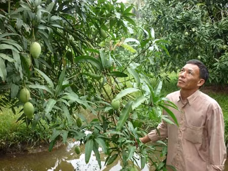 Sóc Trăng: “Vua xoài” đất cù lao ảnh 1