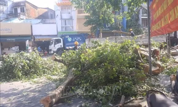 TP Hồ Chí Minh: Cây cổ thụ bật gốc chắn ngang đường khiến giao thông ùn ứ