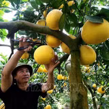 Chuẩn hóa mã số vùng trồng thúc đẩy nông nghiệp hàng hóa