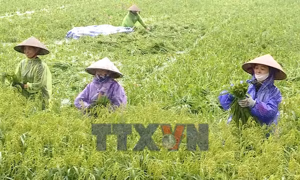 Người dân dầm mưa gặt lúa non chạy lũ