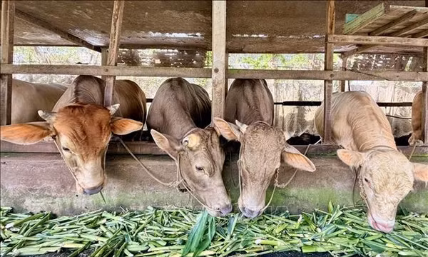 Chăn nuôi tuần hoàn tăng giá trị nhờ chế biến sâu