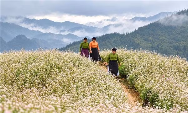 Sắc hoa tam giác mạch dưới chân Cột cờ Tổ quốc
