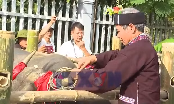 Độc đáo lễ cúng hồn trâu của người Lự
