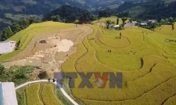 Xà Phìn - mùa vàng bên mái rêu