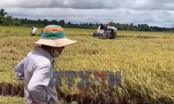 Liên kết sản xuất ST25, nông dân có điểm tựa giữa lúc giá lúa giảm