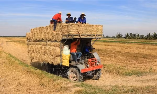 Giải bài toán xử lý rơm rạ sau thu hoạch lúa