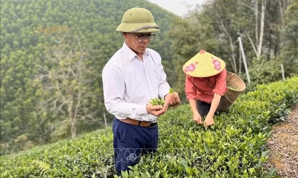 Người hồi sinh cây chè Bình Sơn trên đất bạc màu