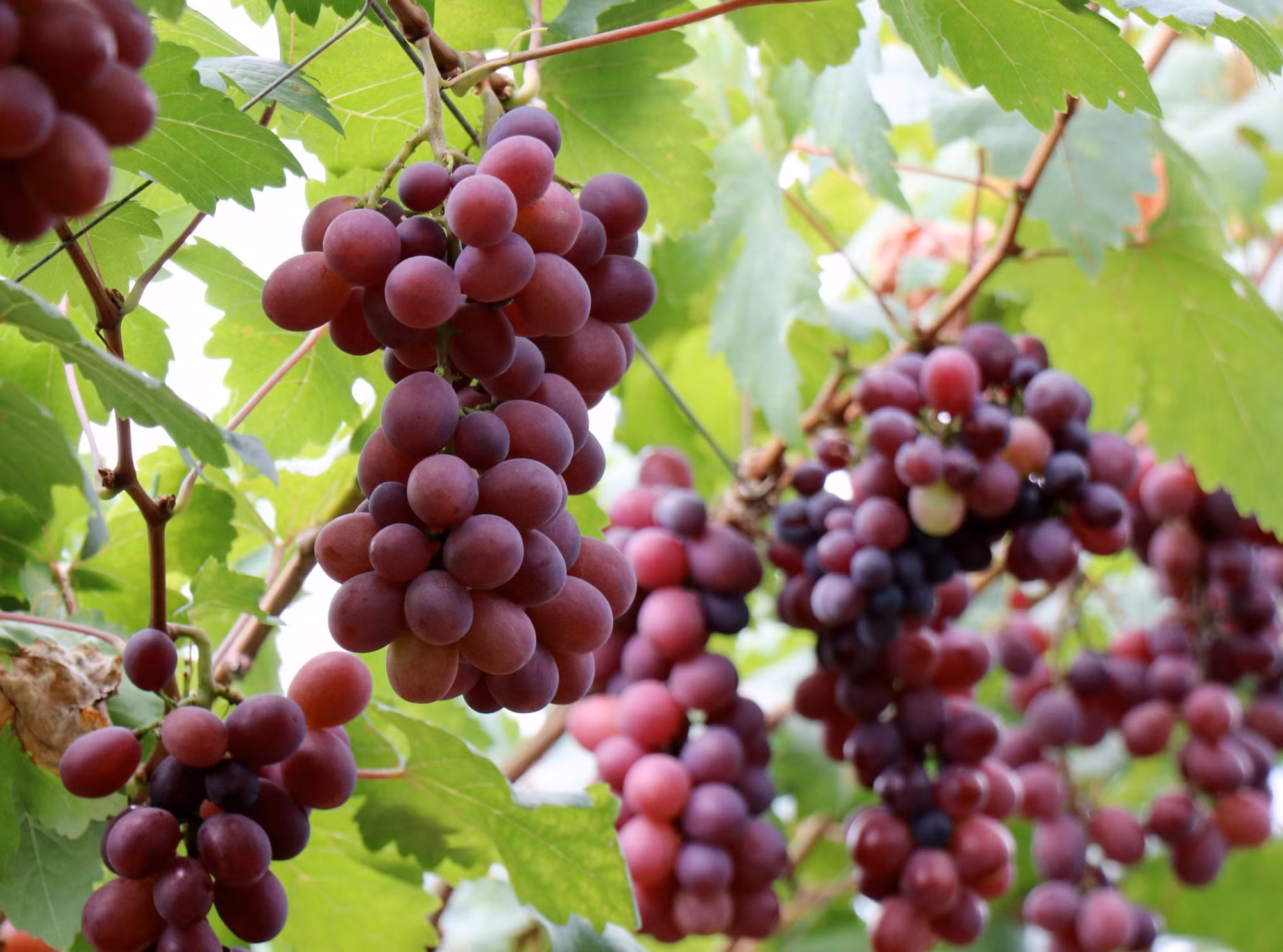 potal-trien-vong-phat-trien-kinh-te-tu-giong-nho-do-moi-nh01-16-tai-ninh-thuan-7853677.jpg