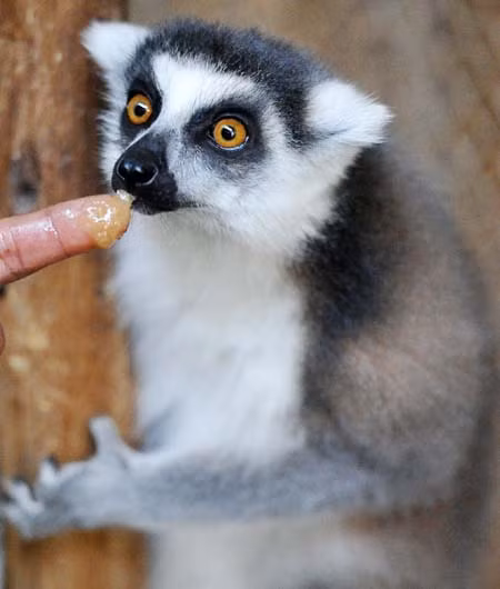 Vượn cáo ở Madagascar ảnh 6