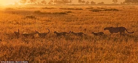 Những con báo gepard đẹp như tranh ảnh 2