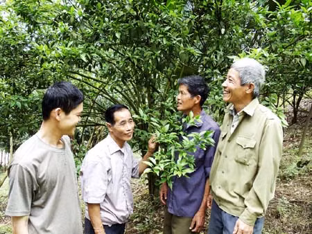 Chi hội Cựu chiến binh “triệu phú” ảnh 1