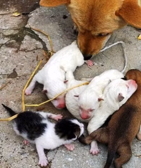 Kỳ lạ chó đẻ ra... mèo? ảnh 1