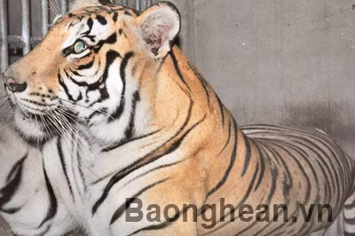 Hổ gốc Nam Phi sinh 3 hổ con ở Nghệ An ảnh 2