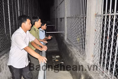 Hổ gốc Nam Phi sinh 3 hổ con ở Nghệ An ảnh 3