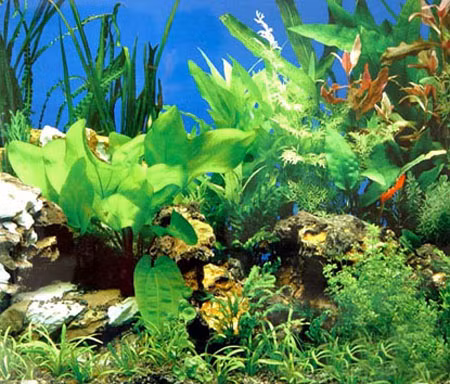 Sắp có nhà máy nhiên liệu sinh học từ rong biển ảnh 1