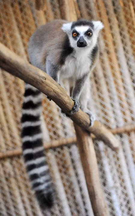 Vượn cáo ở Madagascar ảnh 2