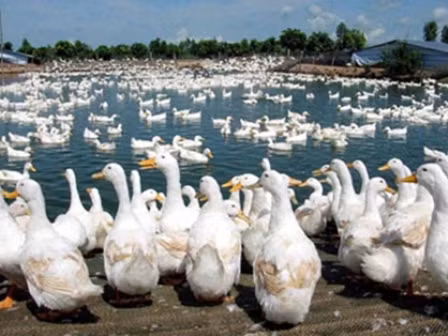 Hy hữu vụ trộm vịt bị cúm H5N1 ảnh 1