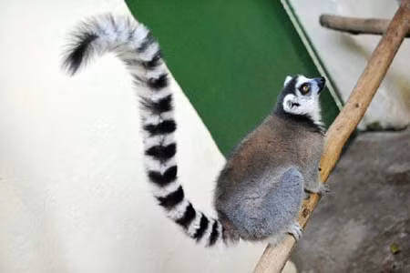 Vượn cáo ở Madagascar ảnh 5