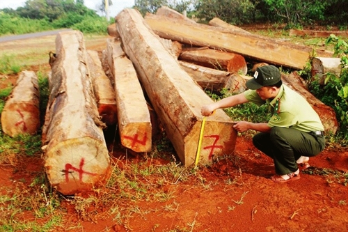 Gỗ lậu vùng biên