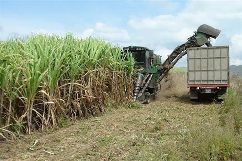 Gia Lai: Nâng giá trị cây mía thông qua cơ giới hóa trên cánh đồng lớn