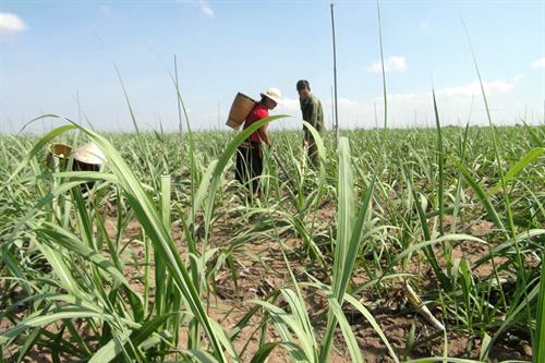 Người Bahnar góp đất trồng mía mẫu lớn