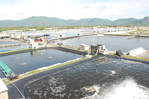 Tạo chuỗi liên kết giá trị phát triển kinh tế- xã hội vùng dân tộc thiểu số