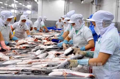 Xuất khẩu cá tra sang Trung Quốc diễn biến khó lường ảnh 1