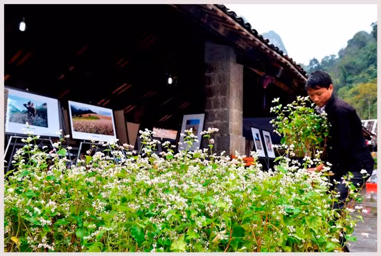 Lễ hội hoa Tam giác mạch 2015 ảnh 6