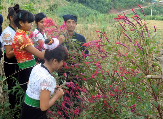 Rộn rã Tết Hoa của người Cống ở Điện Biên ảnh 1
