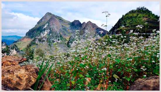 Lễ hội hoa Tam giác mạch 2015 ảnh 3