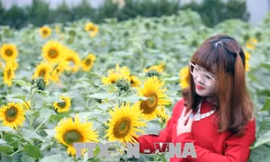 Hoa hướng dương nở giữa Hoàng Thành Thăng Long
