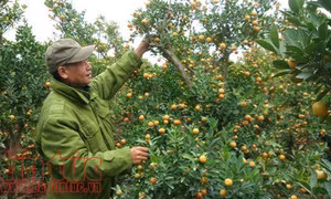 Làng quất cảnh Thanh Hà rộn ràng vào vụ Tết 