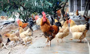 Quảng Ninh đeo nhẫn cho... gà 