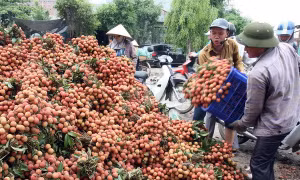 Bộ trưởng Nguyễn Xuân Cường: Vải nhãn được mùa nhưng không được để mất giá