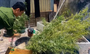 Trồng trái phép 281 cây cần sa trong rẫy cà phê ở Đắk Lắk