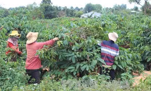 Vỡ nợ ký gửi nông sản ở Gia Lai 