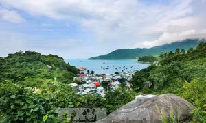 Phục hồi nguồn lợi thủy hải sản tại Cù Lao Chàm