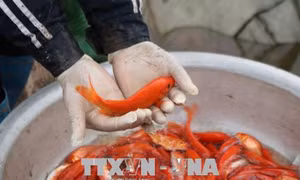Cá chép đỏ Thủy Trầm 'sẵn sàng' tiễn ông Công, ông Táo về trời
