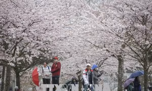 Hoa anh đào khoe sắc rực rỡ tại Vancouver, Canada 