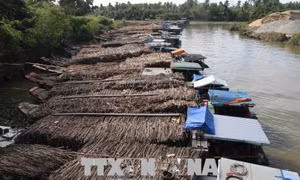 Khó khăn vùng mía Trà Vinh - Bài 1: Trắng tay vì thu hoạch muộn 