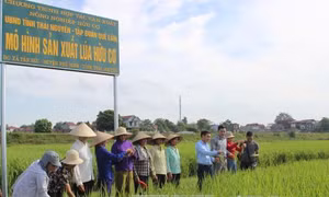 Phát triển nông nghiệp hữu cơ - Xu hướng tất yếu