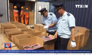 Hải Phòng phát hiện container lá Khát vận chuyển qua đường biển