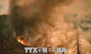 California ban bố tình trạng khẩn cấp do cháy rừng lan rộng