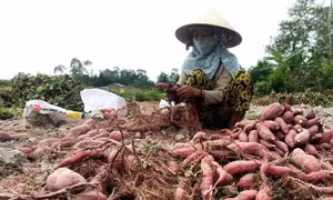 Hiệu quả mô hình trồng khoai lang Nhật tại Quảng Ngãi 