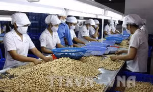 Ngành điều lo 'sập bẫy' giá cao